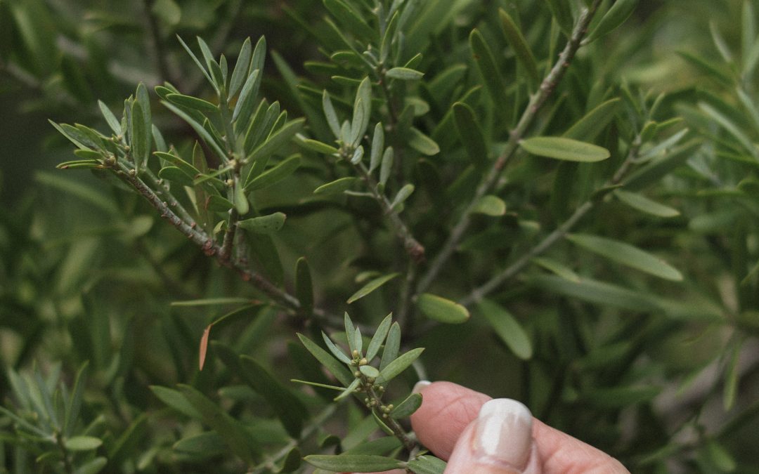 Treasures of Reflection